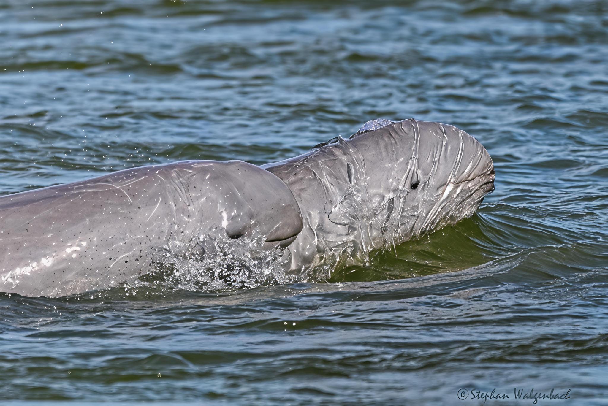 Lumba lumba Air Tawar yang Terancam di Negeri Sendiri