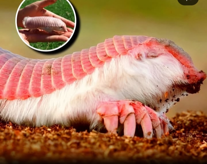 Sang "Hantu Merah Muda": Mengenal Armadillo Langka dari Bawah Gurun Argentina