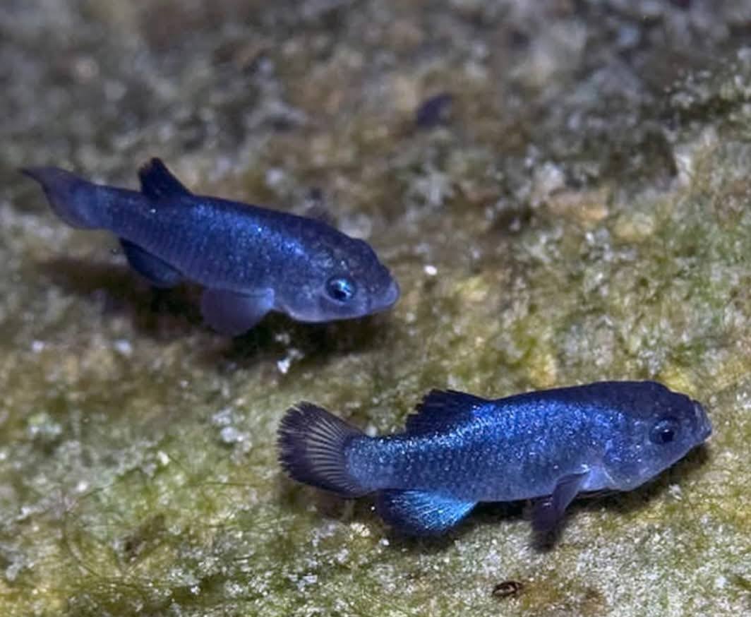 Devil’s Hole Pupfish: Ikan Langka di Dunia yang Hampir Hilang Setelah Guncangan Gempa