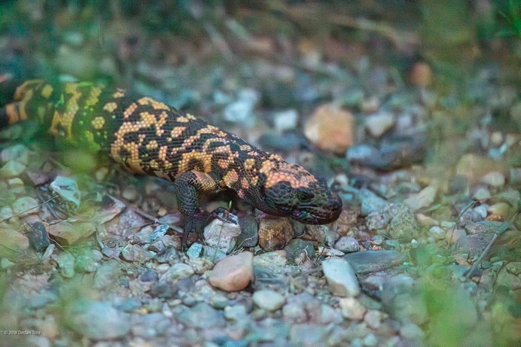 Monster Gila: Sang "Kadal Gila" Berbisa yang Mengubah pandangan Diabetes