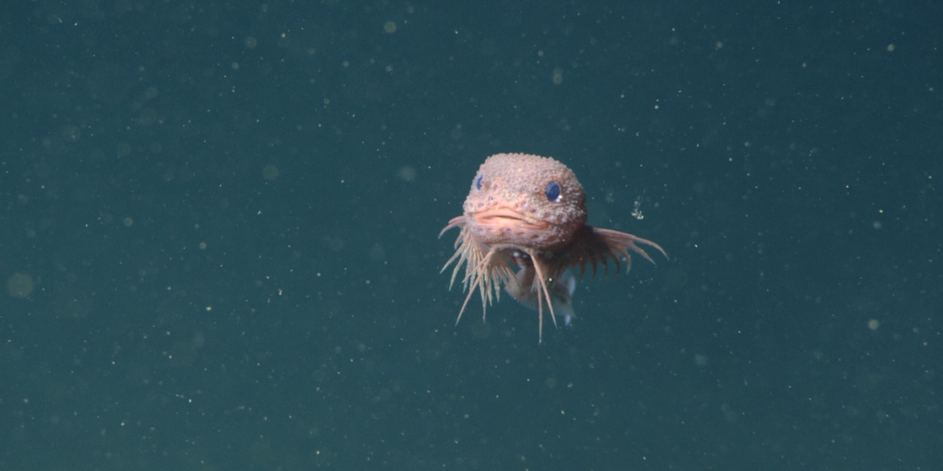 Bumpy Snailfish, Spesies Ikan Baru yang Menggemaskan dari Kedalaman Laut