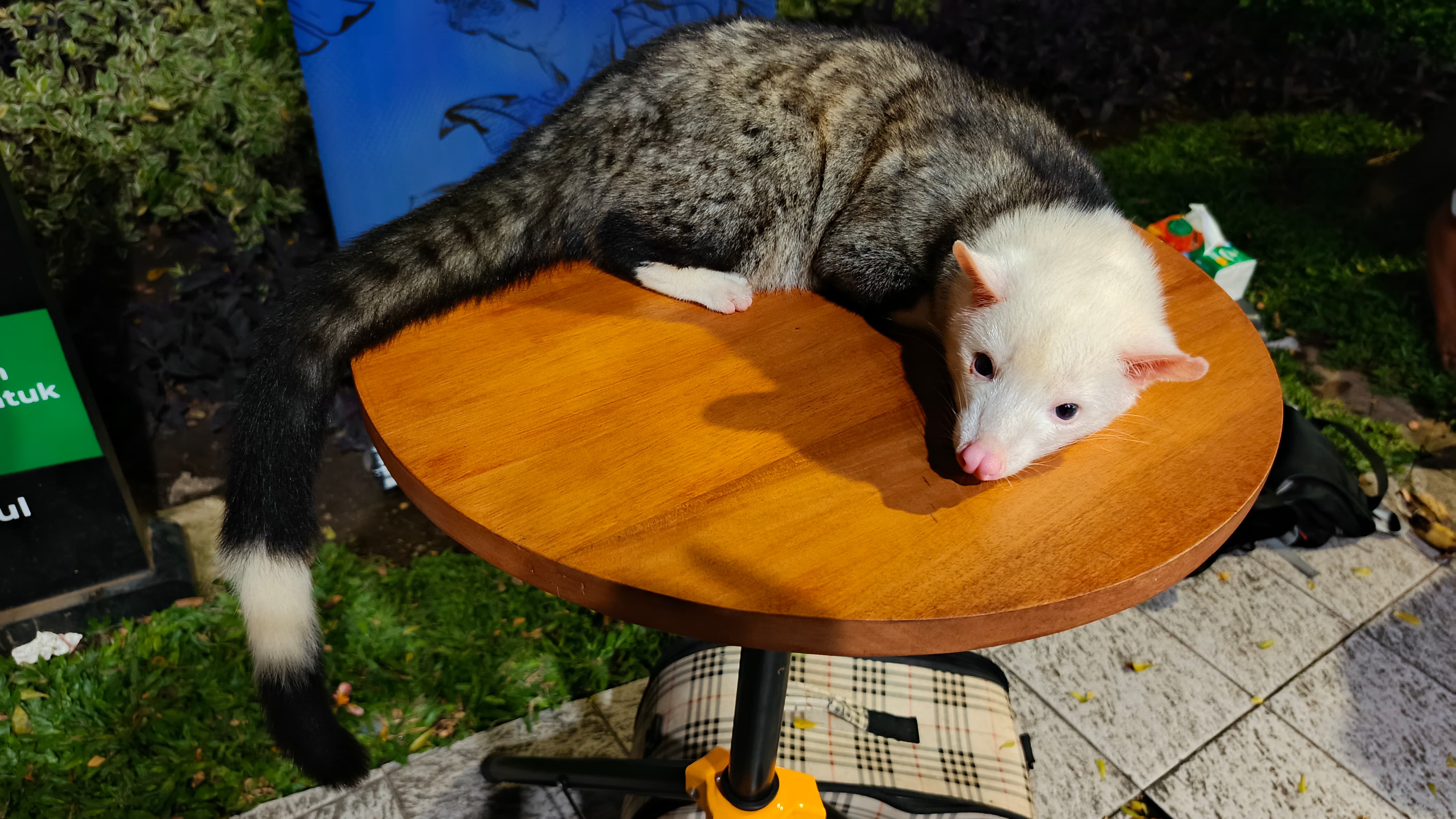 Rahasia di Balik Wangi pandan alami seekor Mamalia: Musang Pandan Beraroma Harum