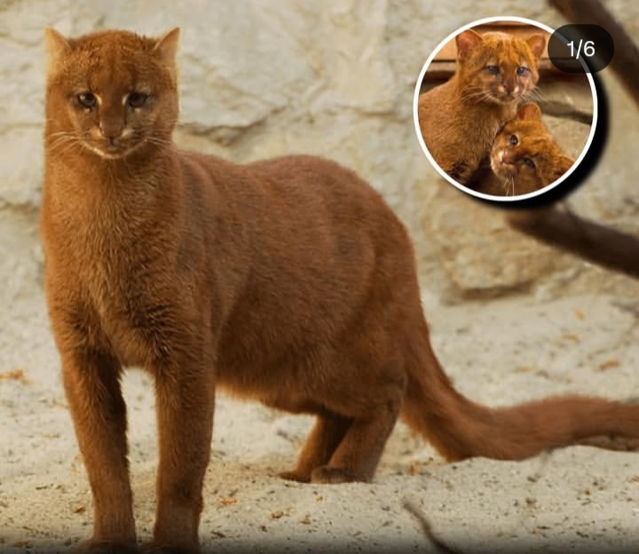 Bukan Musang, Bukan Puma: Mengenal Jaguarundi, Si Kucing Liar yang Paling Pemalu