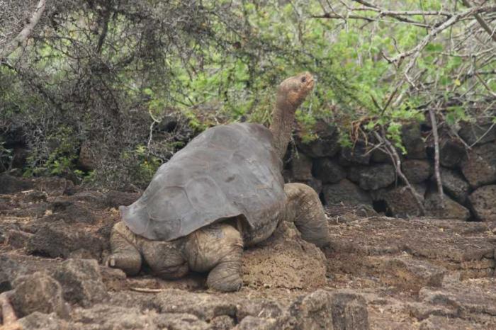Melampaui Batas Abad: Mengapa Kura-Kura Bisa Hidup Lebih Lama dari Manusia?