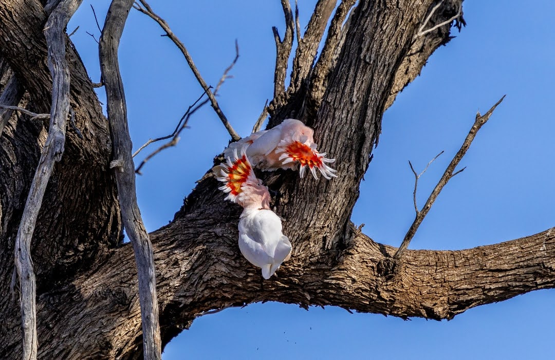 Lebih dari Sekadar Cantik: Kakaktua Pink Australia Kini Resmi Menyandang Nama Suku Aborigin