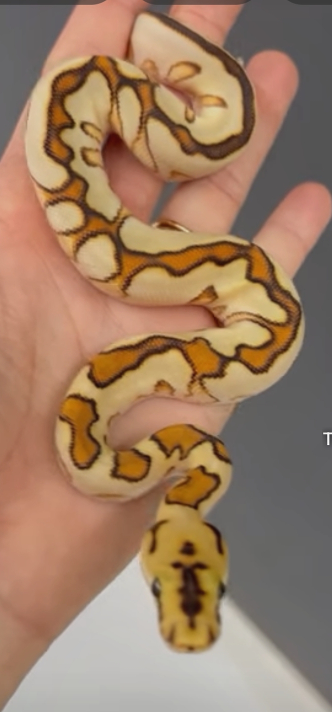 Ball Python, Ular jinak dengan sejuta Morph.