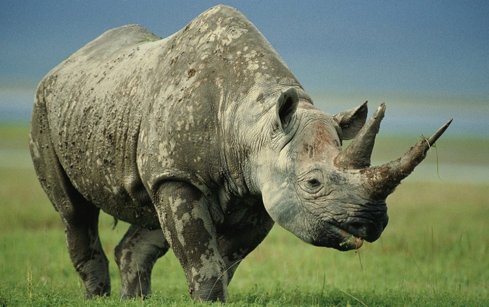 (Gatotkaca dari Alam) Mengapa Singa dan Harimau Berpikir Dua Kali Sebelum Menyerang Badak