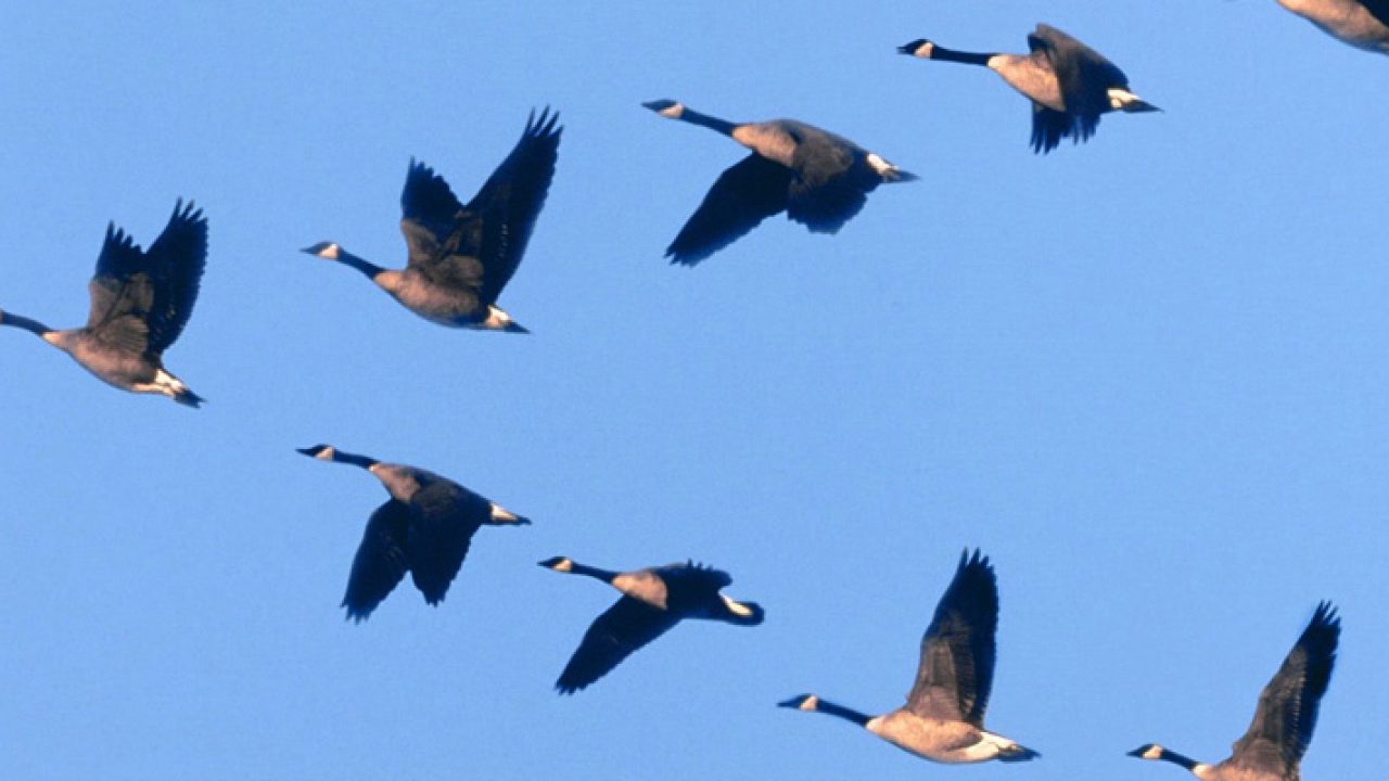 Koloni Burung apa saja yang membentuk huruf V saat di udara?