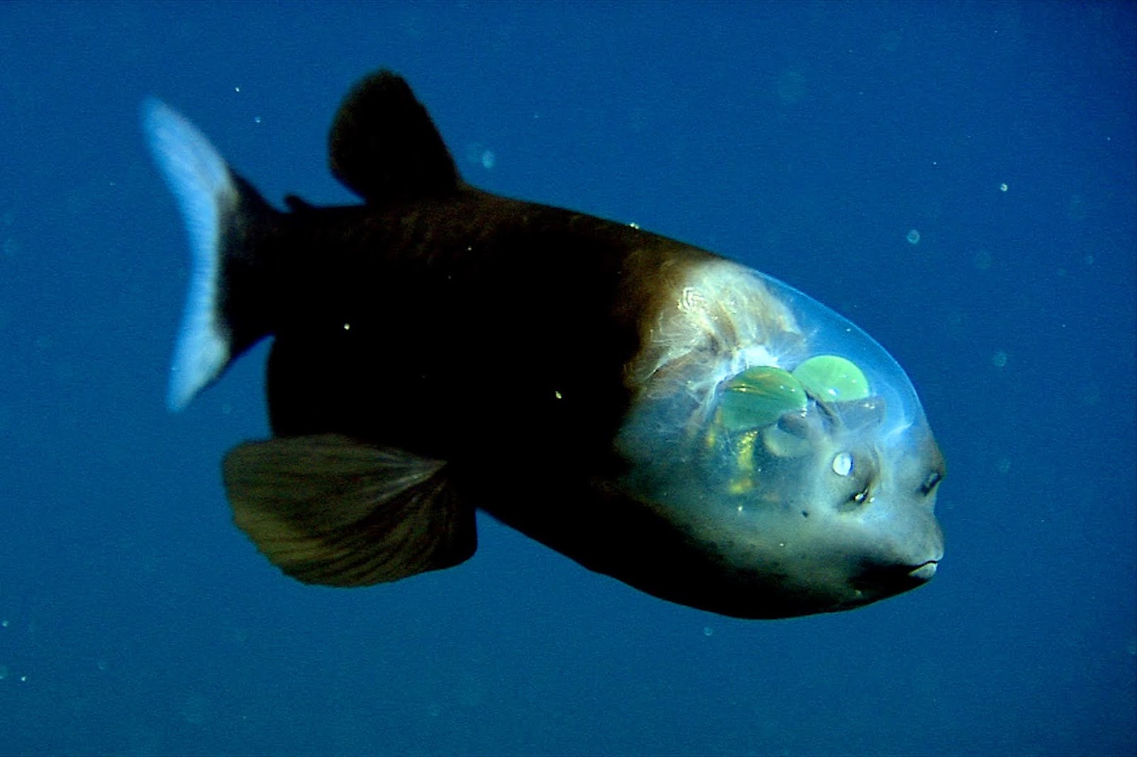 Rahasia Mata besar ikan Barreleye