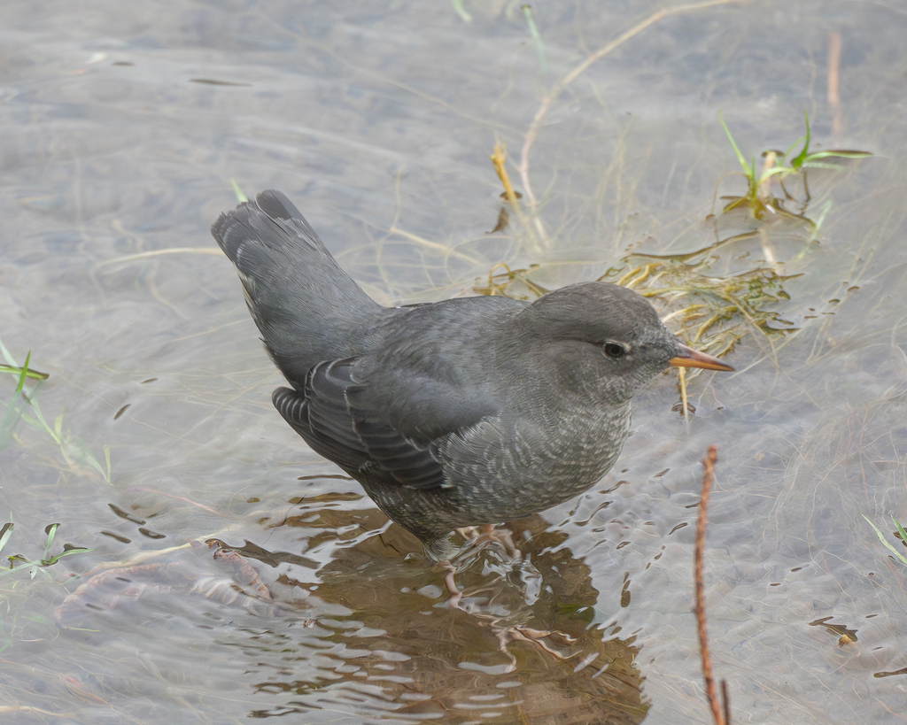 Cinclus mexicanus, Burung Penyelam Air yg Mempesona dengan Gaya Khas Sebelum Menyelam