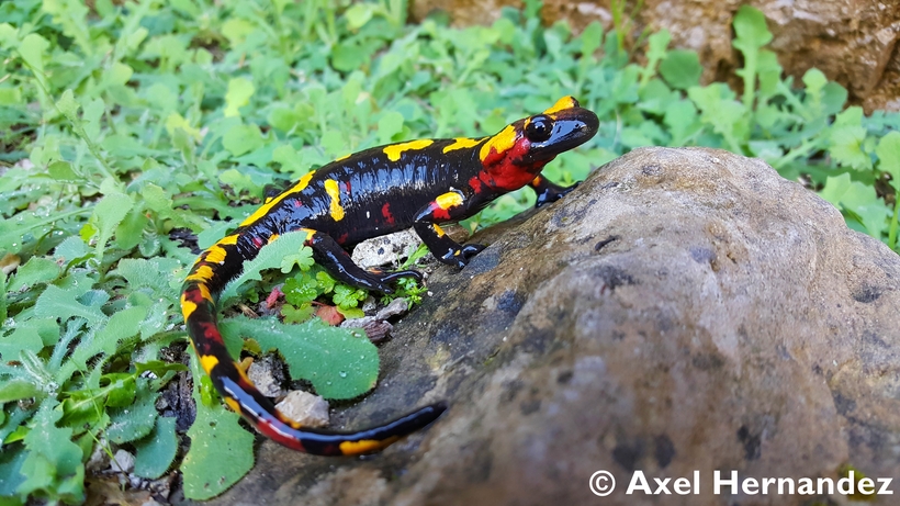 Salamandra Algira sebagai Amfibi Api dari Afrika Utara Terancam Punah
