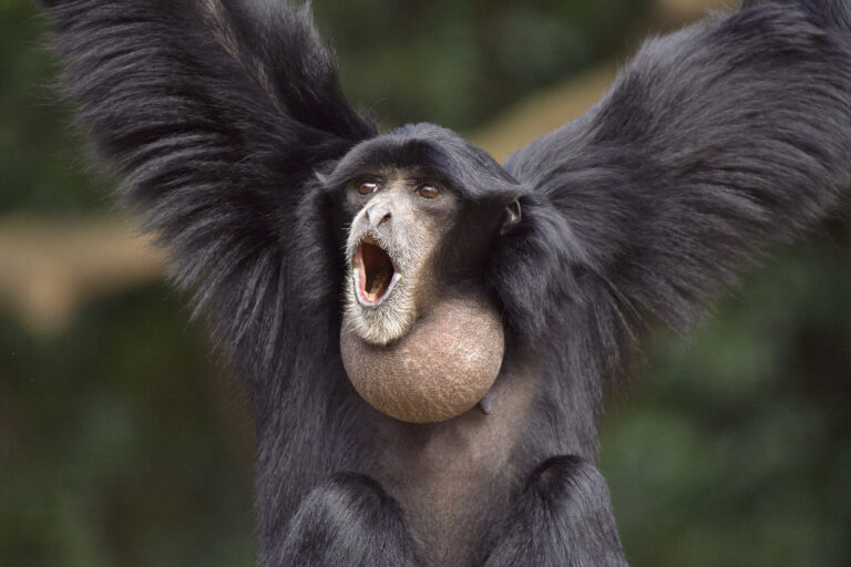 Populasi & Habitat Siamang di Resor Balik Bukit Taman Nasional Bukit Barisan Selatan Terungkap