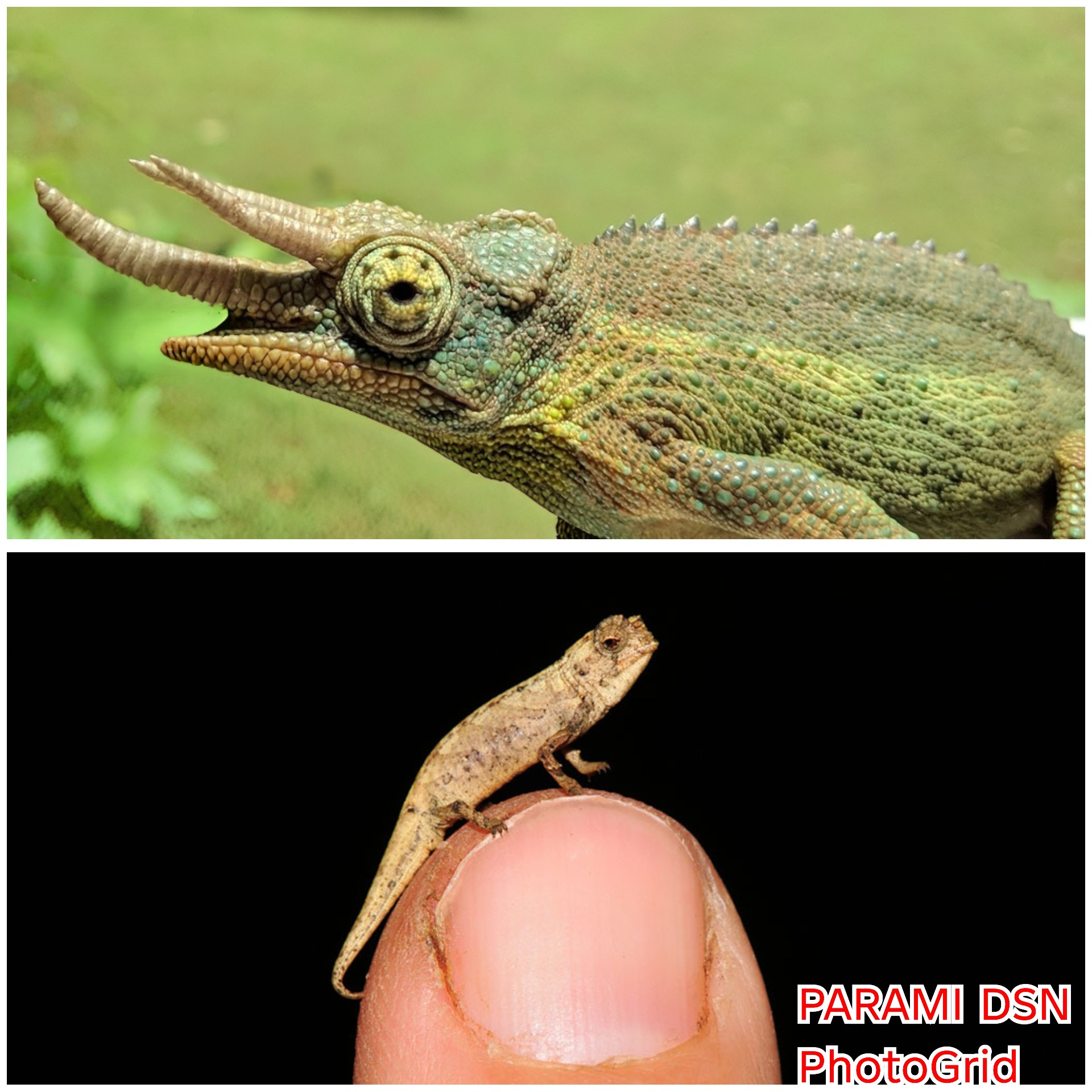 Bunglon bertanduk & Bunglon terkecil di dunia yang jarang di ketahui