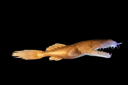 Kerabat Anglerfish "Thaumatichthys pagidostomus "yang memiliki cahaya dalam mulut untuk umpan mangsanya