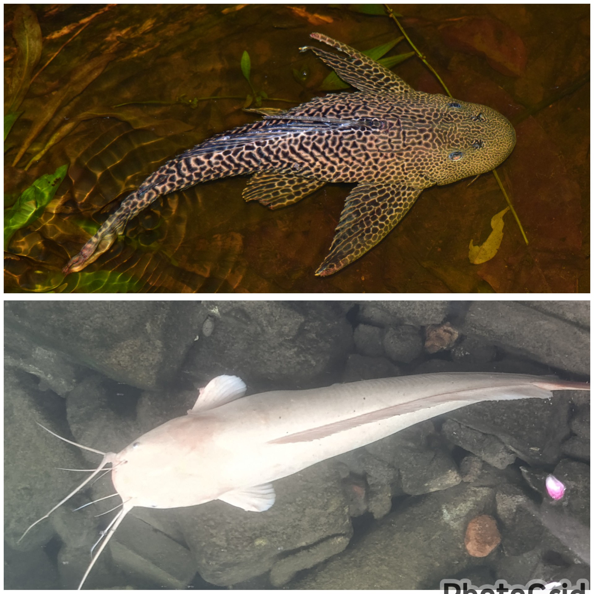 Rivalitas di Balik Lumpur: Lele vs Pleco, Siapakah Penguasa Sejati Air Kotor?