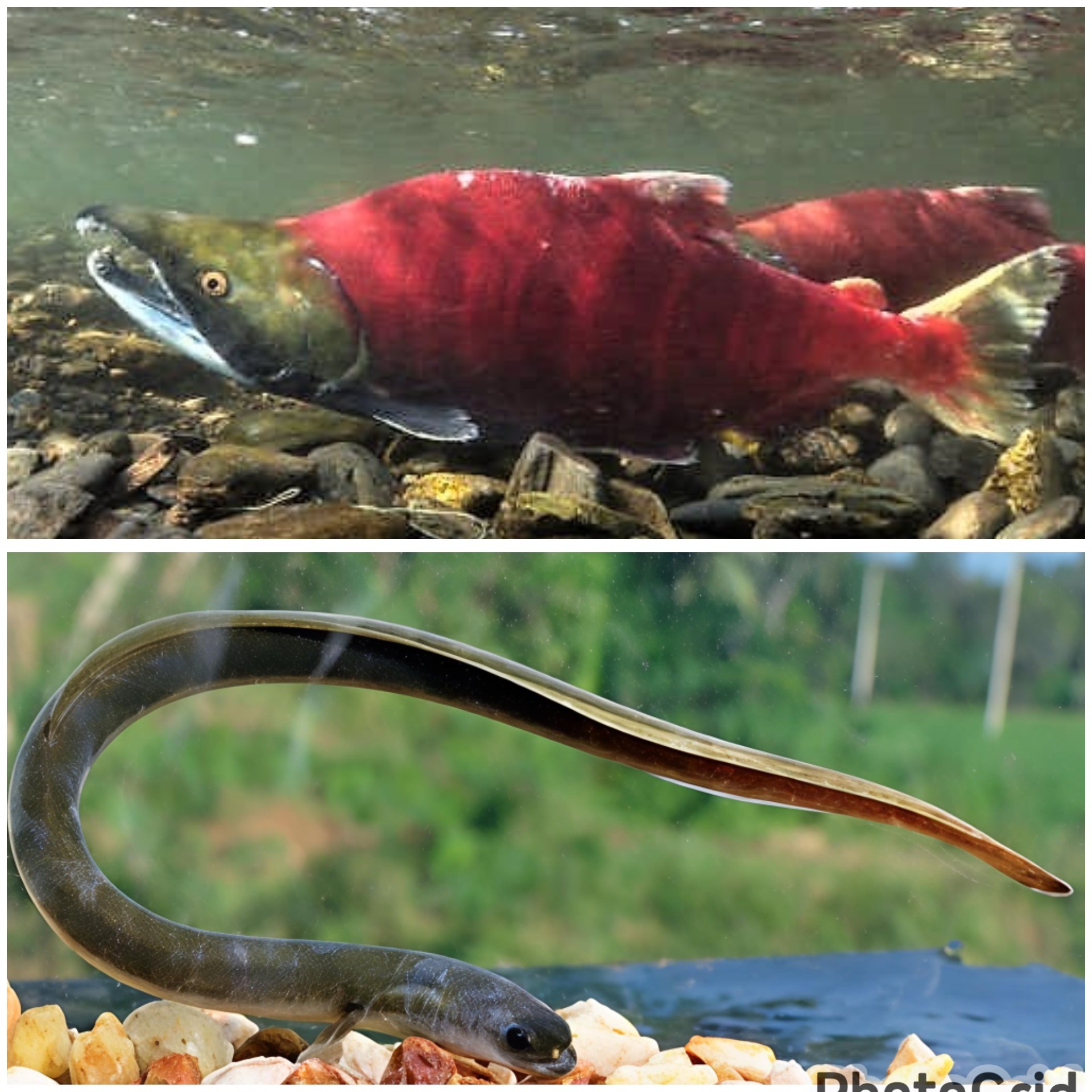 Benarkah ada ikan yang lahir dari air Tawar tapi hidup di air Asin begitupun sebaliknya?