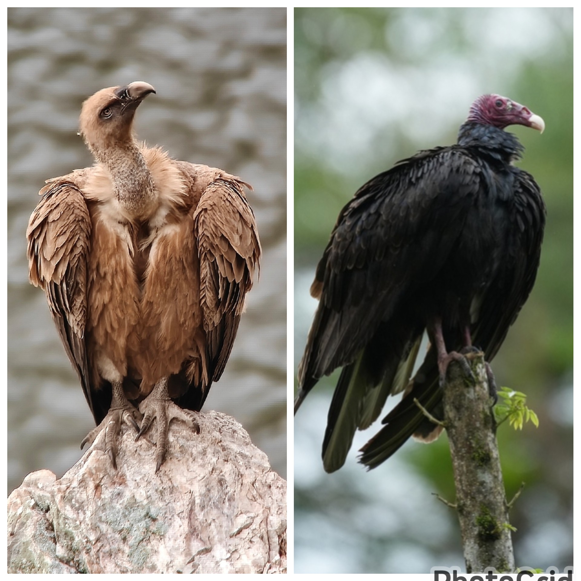 "Sang Perut Besi" dari Kahayangan, kenapa Vulture tidak sakit perut saat menyantap bangkai