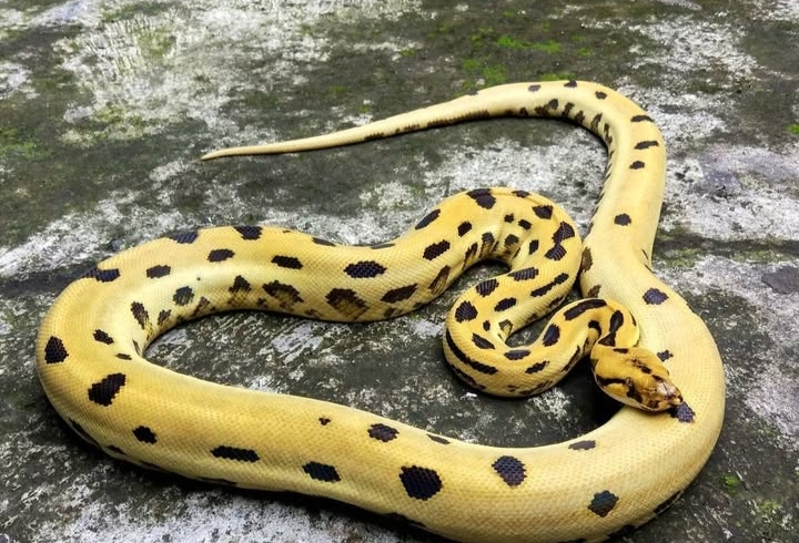 Breader asal Indonesia menggemparkan pecinta reptil crossbread Bivittatus x Mollurus dengan motif Unik