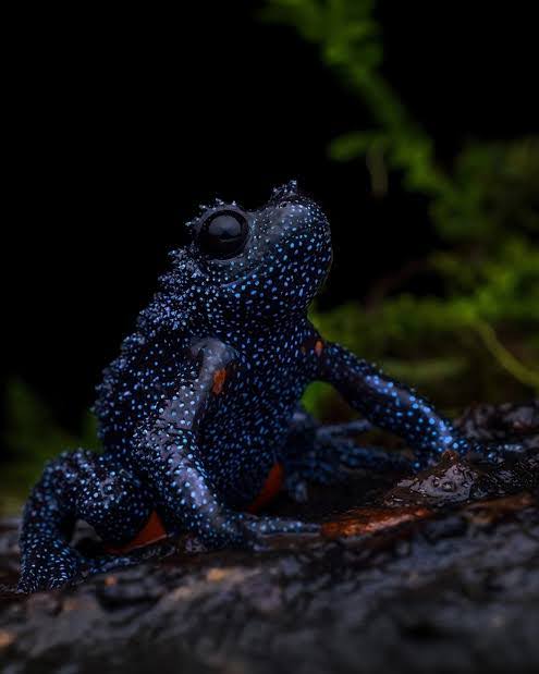 Kodok Galaksi" Ditemukan di Hutan India