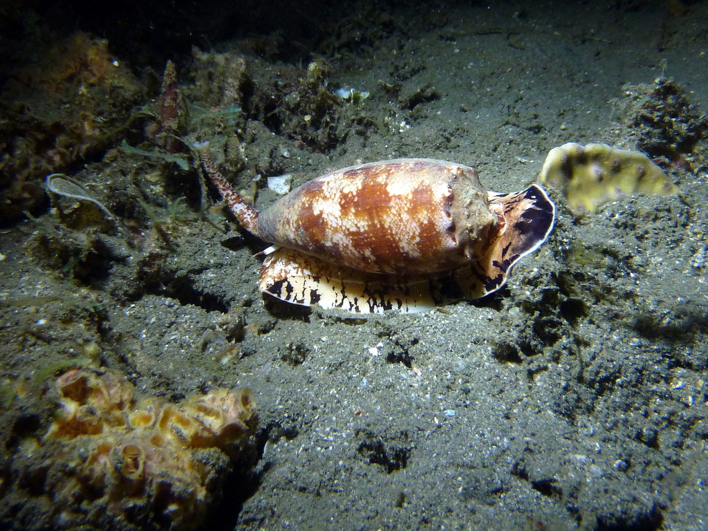Cone Snail) Siput paling beracun di dunia