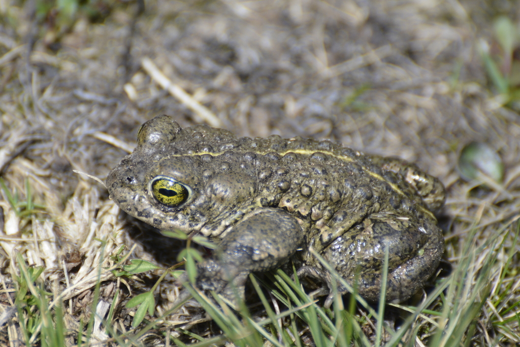 Katak Natterjack ) kodok dengan panggilan suara terkeras di dunia