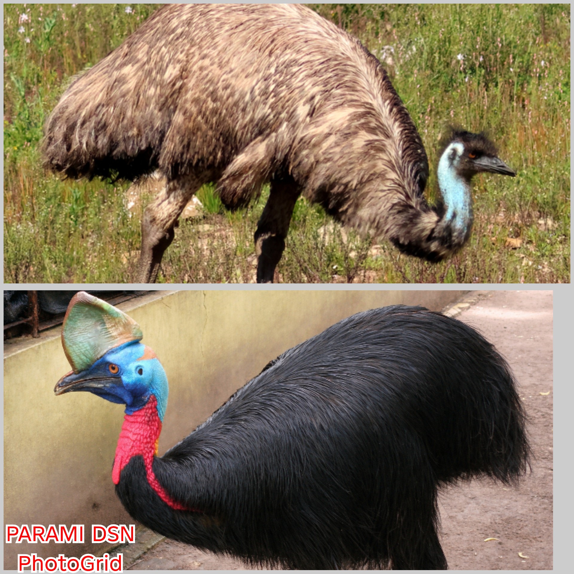 Kasuari & Emu Kecepatan Lari Mereka Sama di 55km/jam tapi hidup di Lingkungan yg berbeda