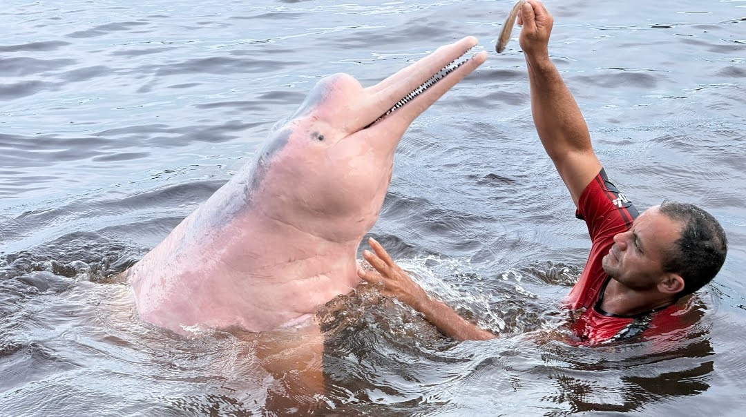 Ironi Si "Permen Karet" Laut yang Kian Terancam Punah