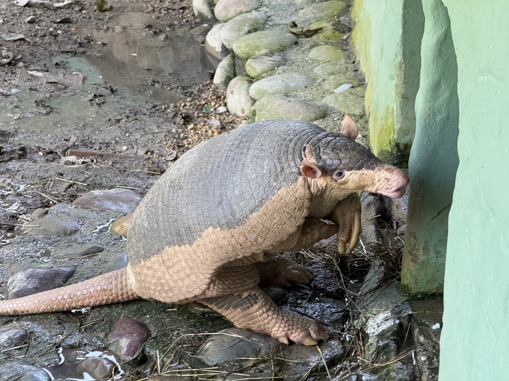 Perisai yang Terancam: Tragedi Perdagangan Ilegal Sisik Armadilo di Pasar Gelap
