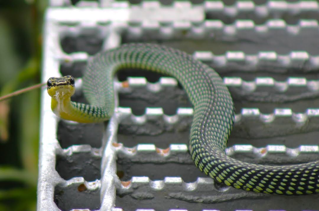 Ular Terbang Firdaus Ternyata Mampu Bermanuver "Mundur" di  Udara