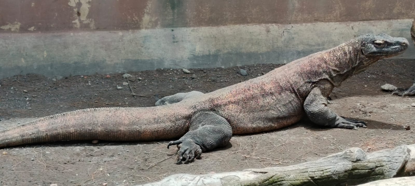 Sejauh mana Mata Komodo memandang?