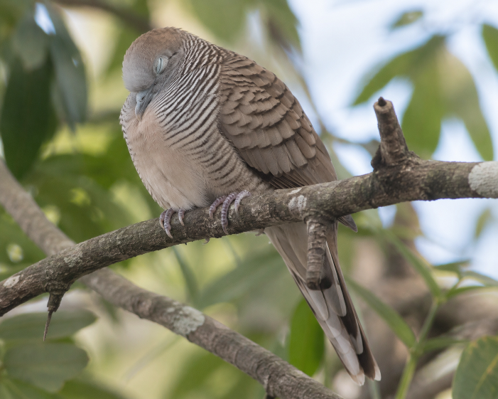 Kenapa Burung tidak jatuh saat tidur di pohon?