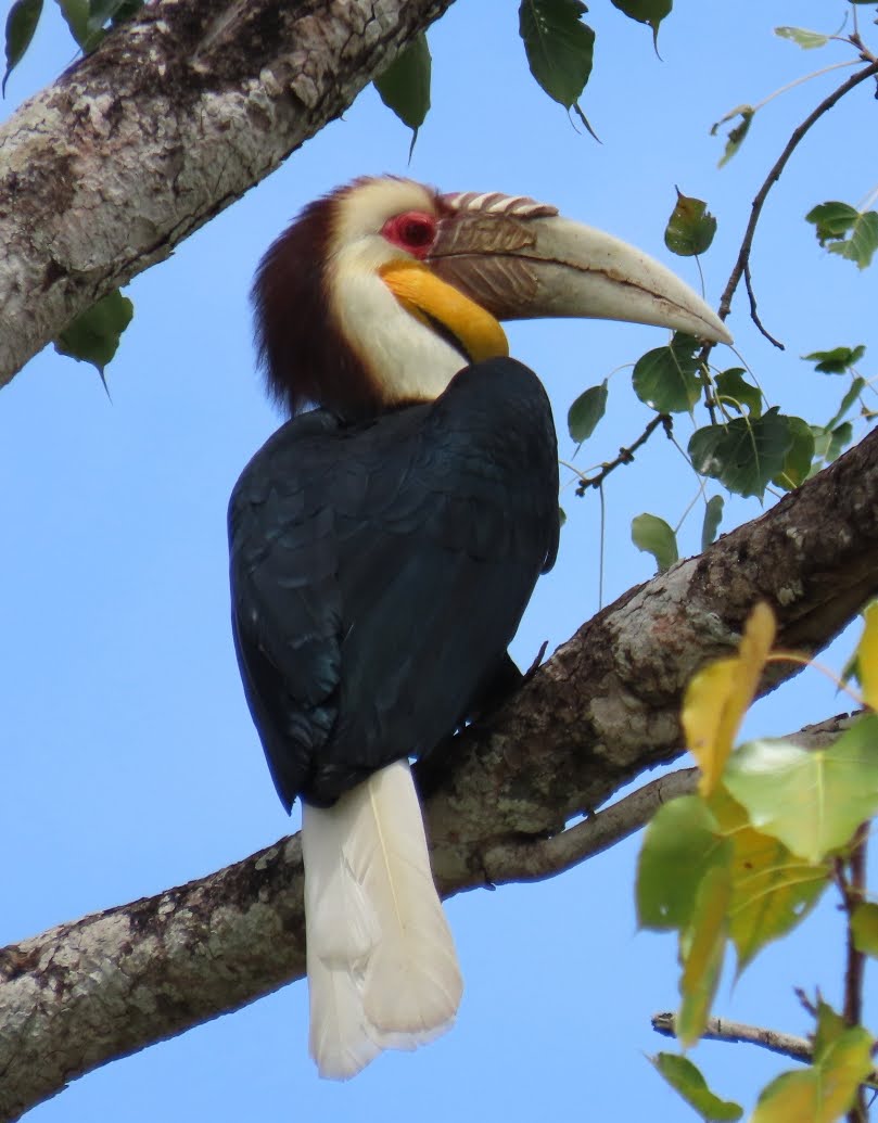 Rhyticeros undulatus