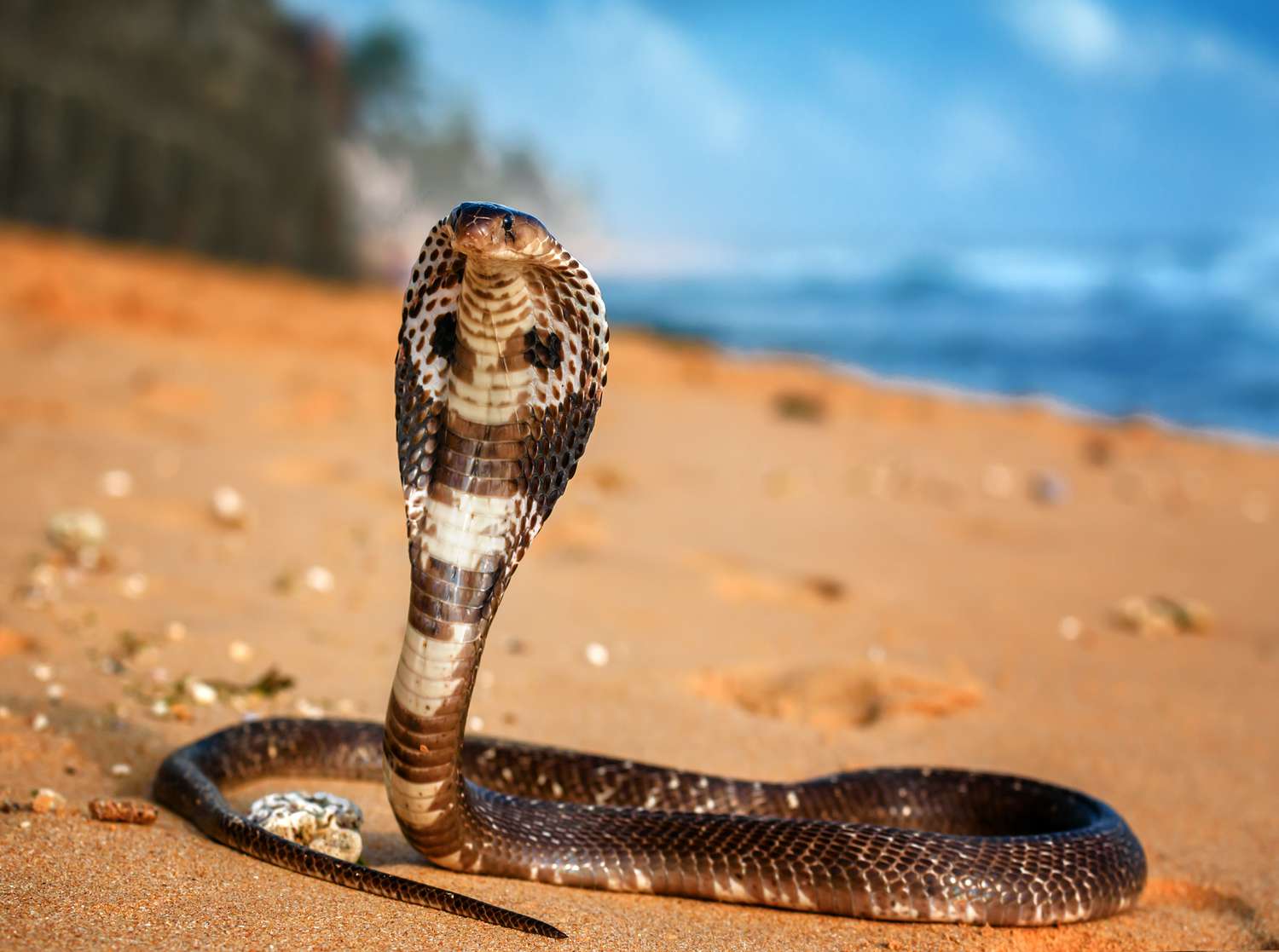 Ophiophagus Hannah