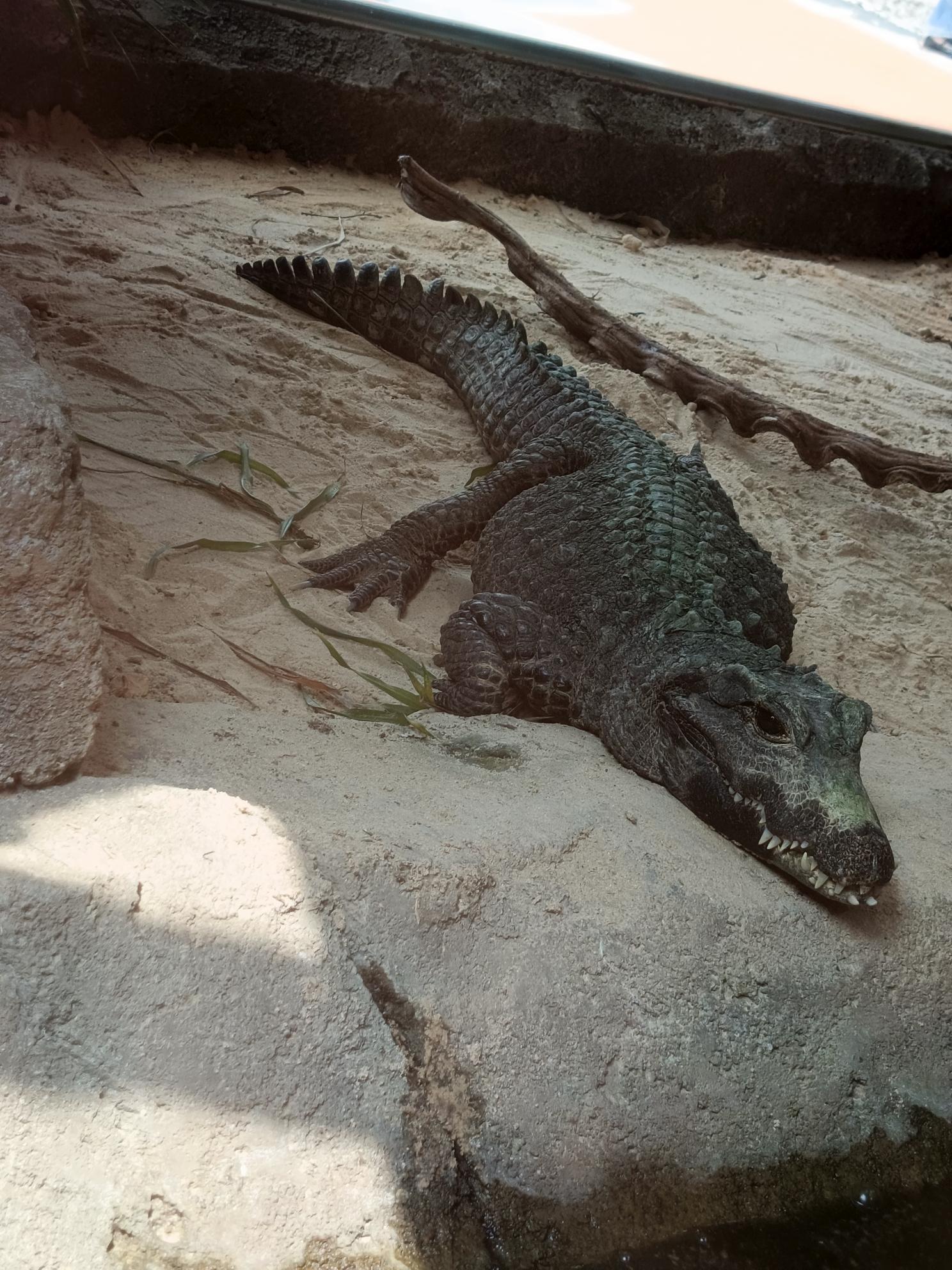 Osteolaemus tetraspis