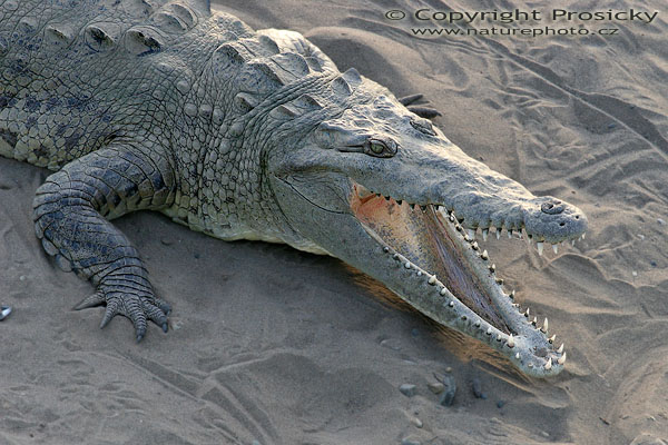 Crocodylus acutus