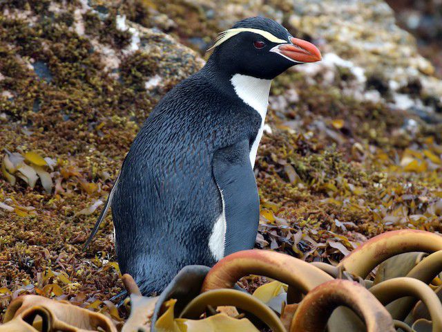 Eudyptes robustus