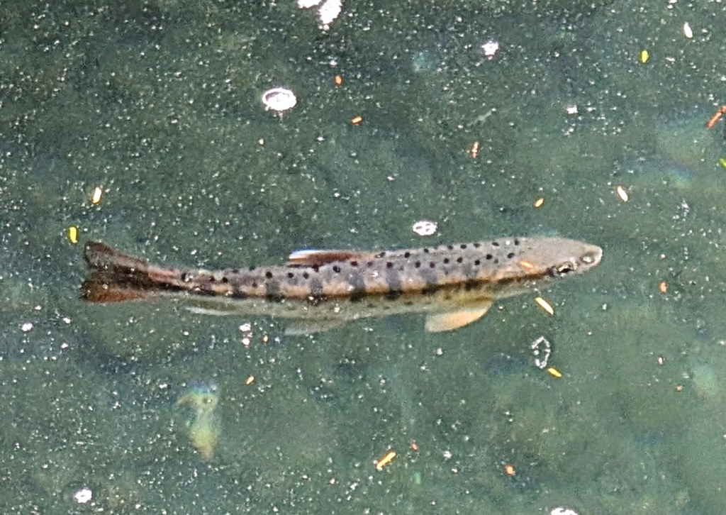 Oncorhynchus masou ssp. formosanum