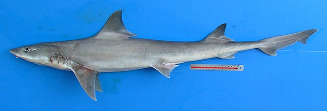 Mustelus Stevensi