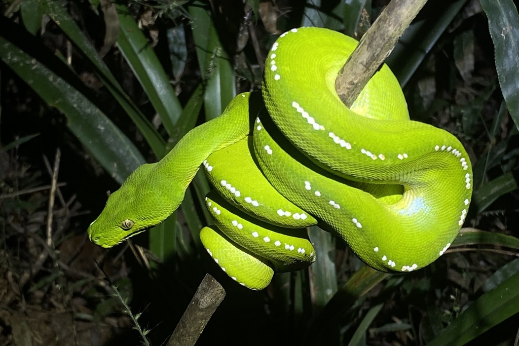 Morelia viridis