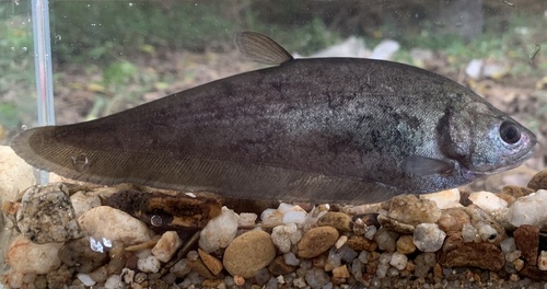 Notopterus notopterus