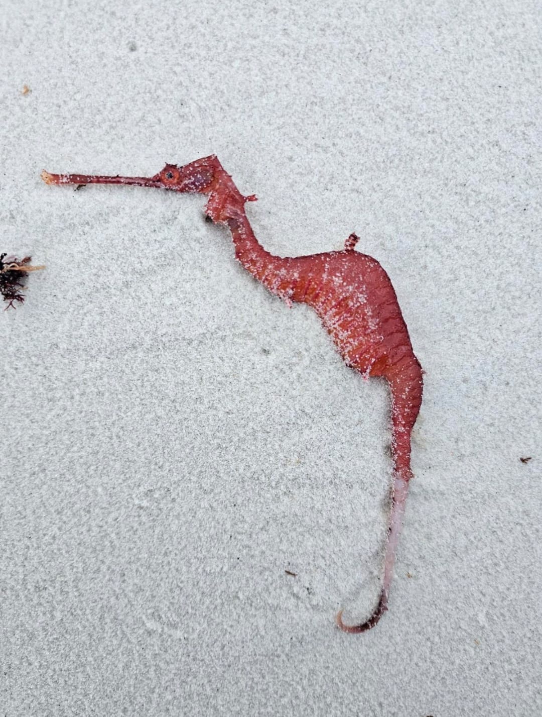 Phyllopteryx dewysea