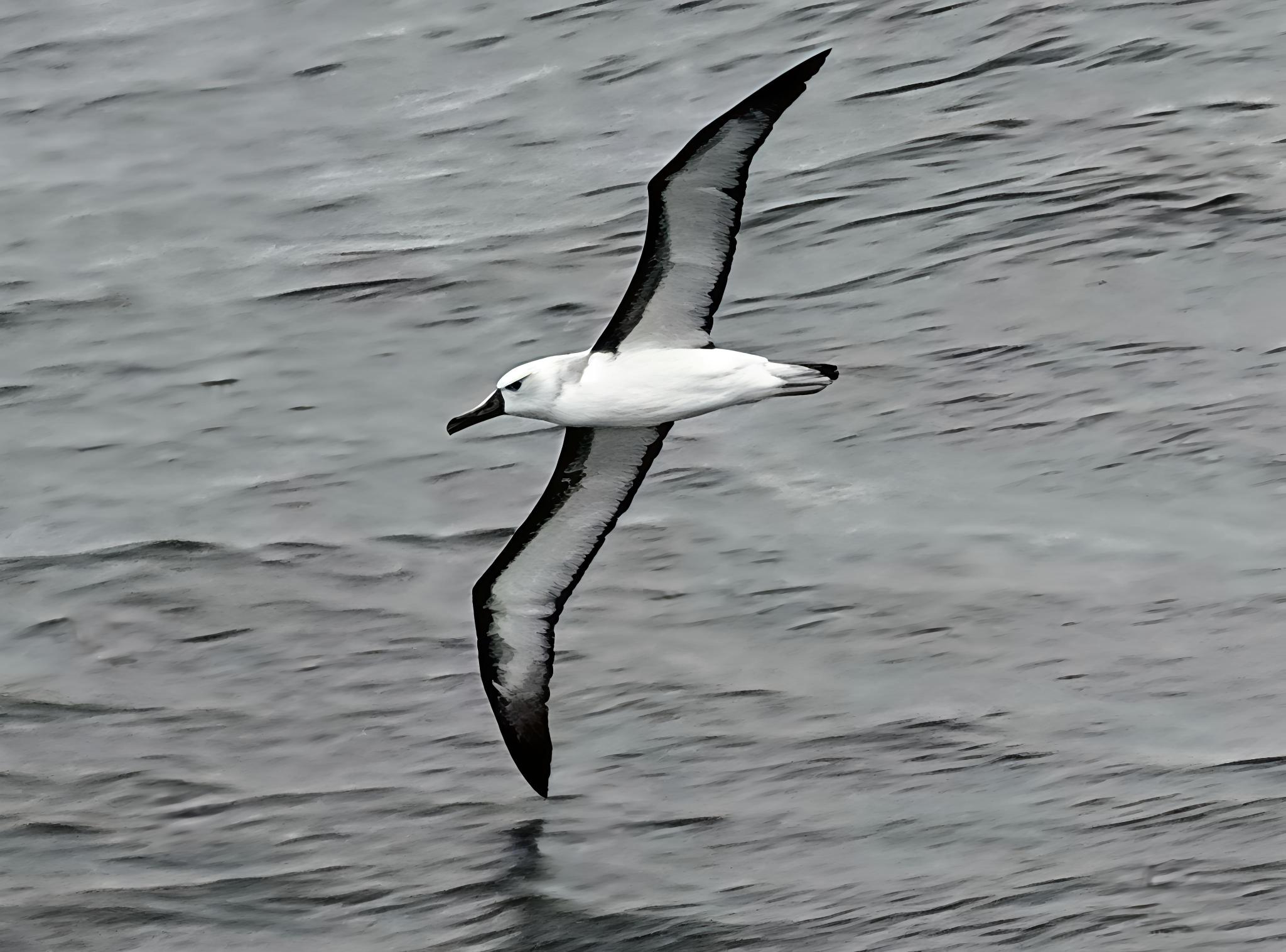 Thalassarche chlororhynchos