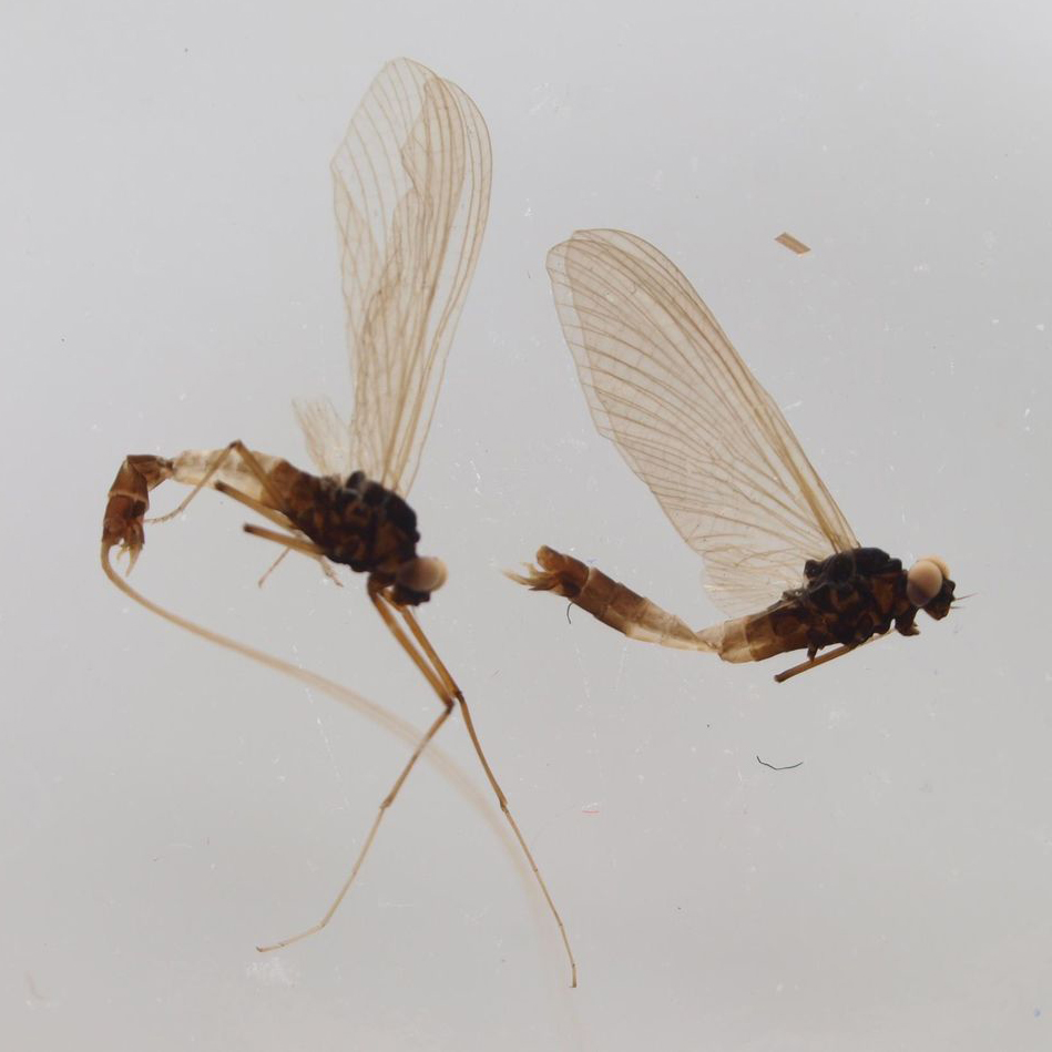 Paraleptophlebia cincta