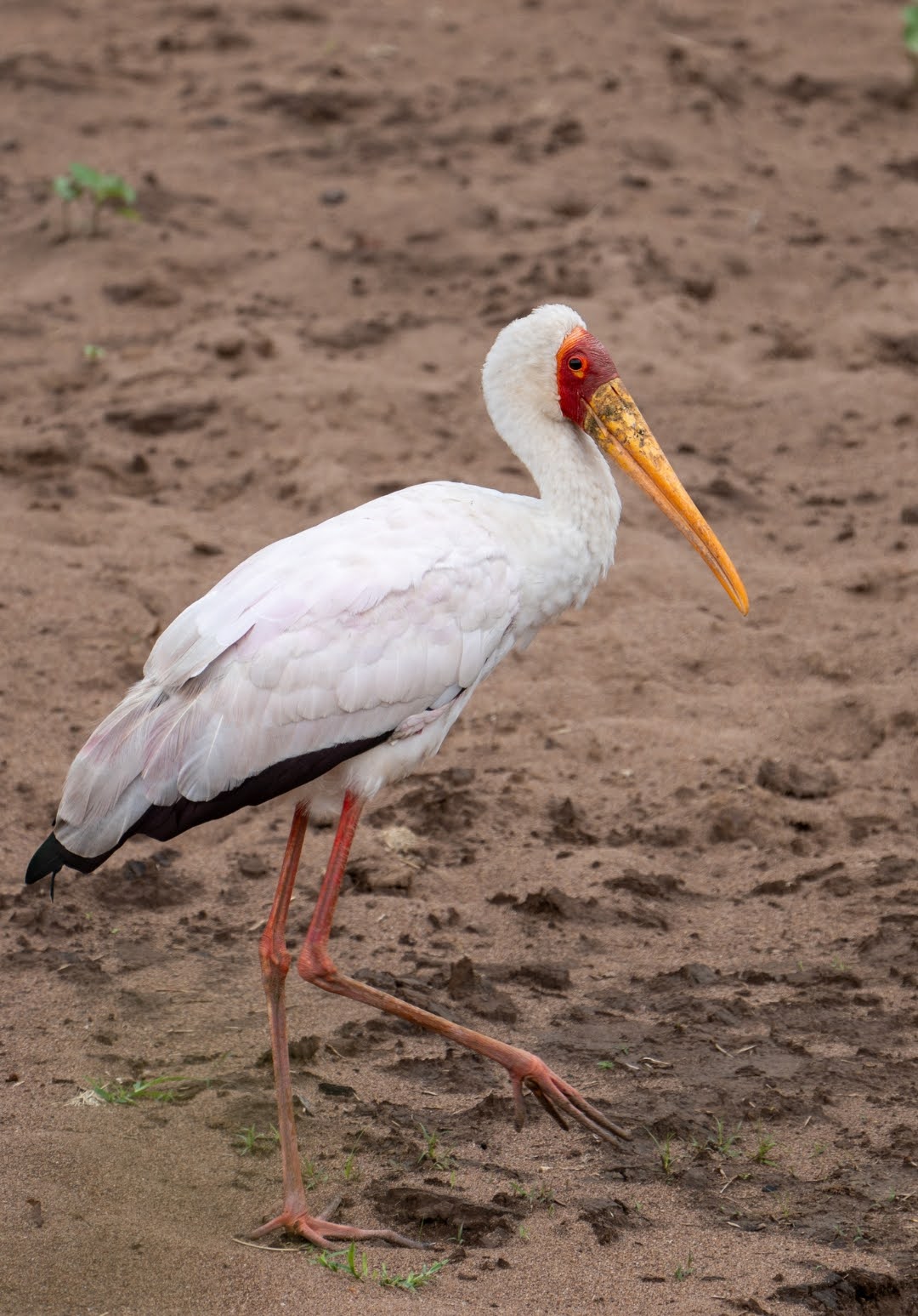 Mycteria ibis