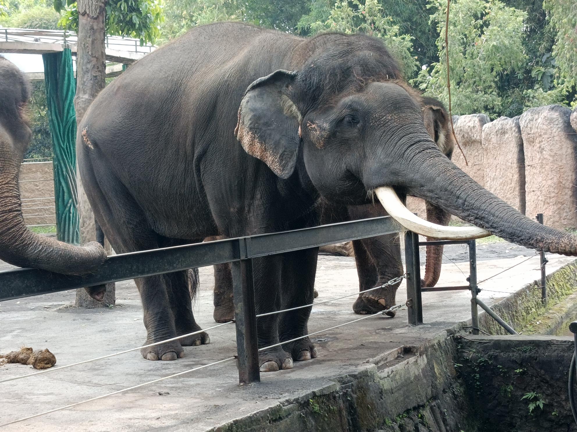 Elephas maximus