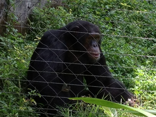 Pan troglodytes spp.ellioti