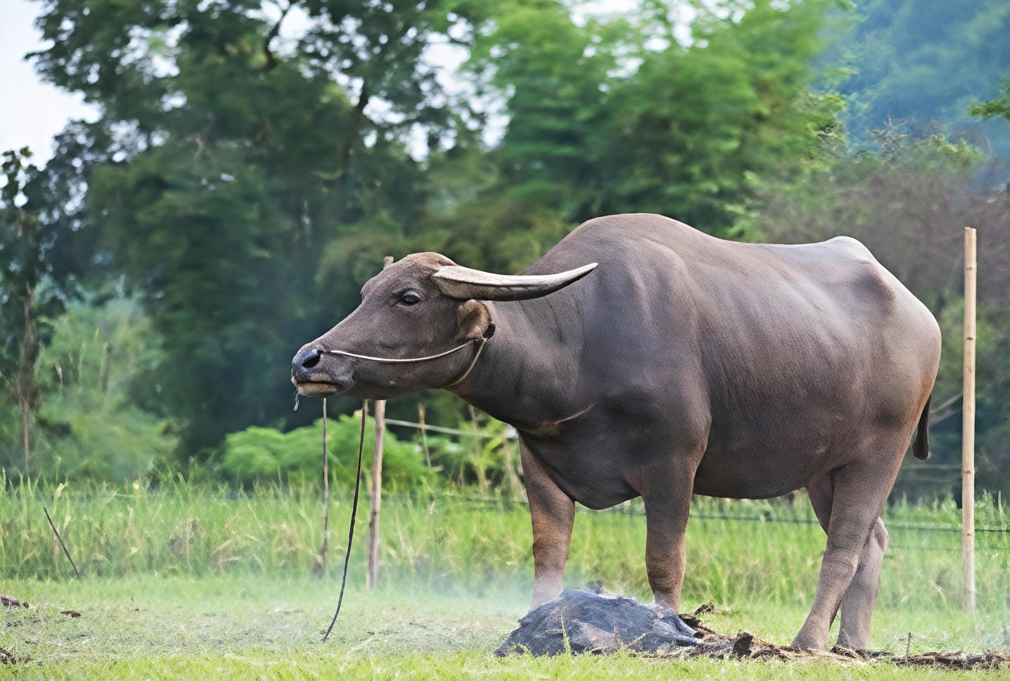 Bubalus arnee spp.carabanensis