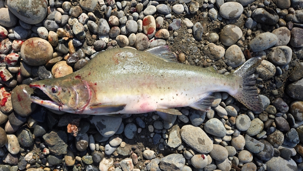 Oncorhynchus gorbuscha