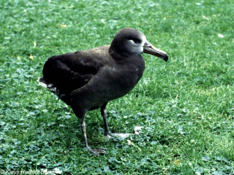 Phoebastria nigripes