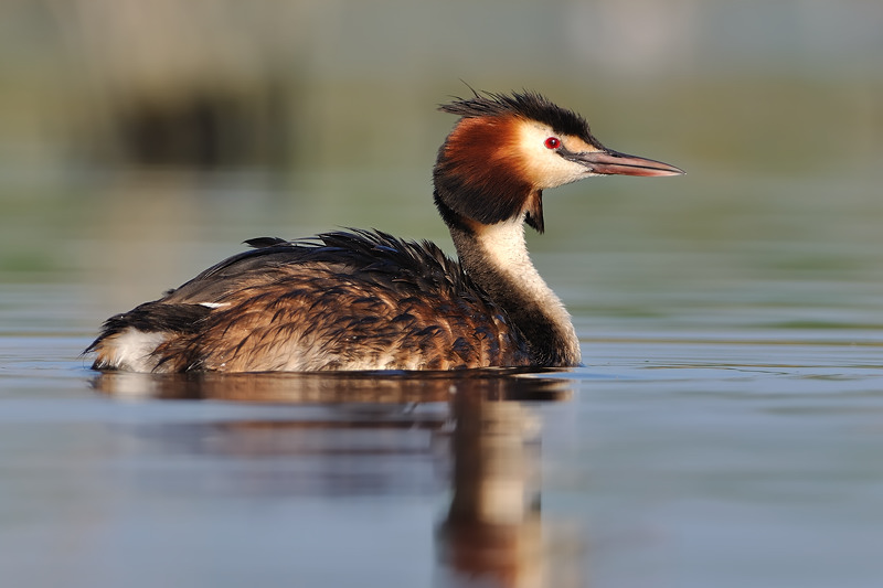 Podiceps Cristatus